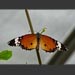 images/Butterfly6356.jpg