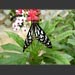images/ButterflyB-W.jpg