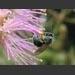 images/GardenVisitorBeeonMimosa.jpg