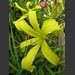 images/SpiderDayLily.jpg