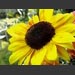images/Sunflower4158.jpg
