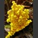 images/Yellowflowers5666.jpg