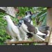 ../images/indian-fantail--pigeons.jpg
