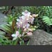 images/pinkorchids.jpg
