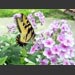 ../images/tiger-swallowtail.jpg