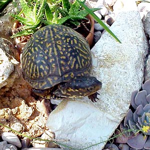 Ornate Box Turtle